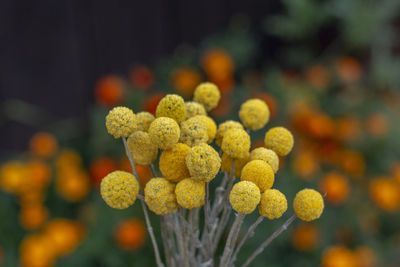 Close-up of yellow flowering plant