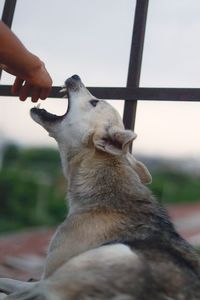 Close-up of hand holding stick