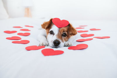 Cute jack russell dog at home with red love roses and hearts, romance valentines concept