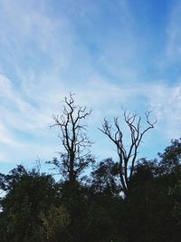 Low angle view of trees against blue sky