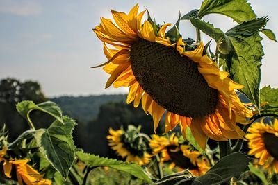 Close-up of sunflower