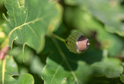 Close-up of green leaf