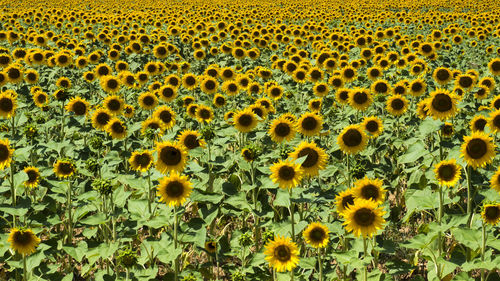 Full frame shot of sunflowers