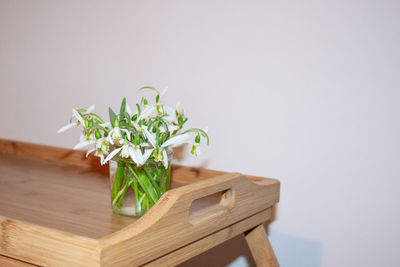 Close-up of white snow dropflowerd on table