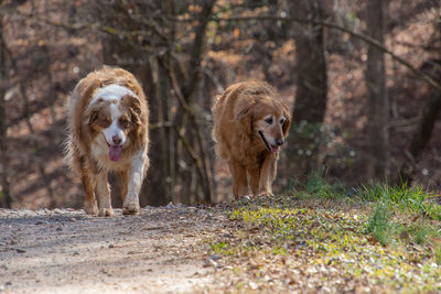 View of dogs in the forest
