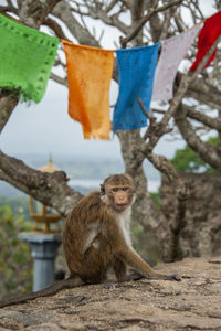 Monkey in dambulla cave temple - sri lanka 