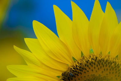 Close-up of yellow flowering plant