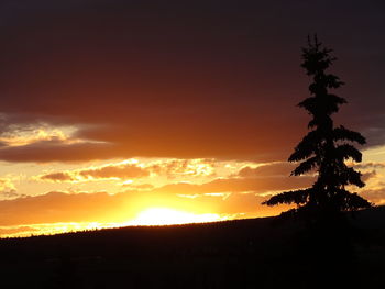 Silhouette of tree at sunset