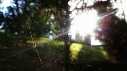 Close-up of spider web