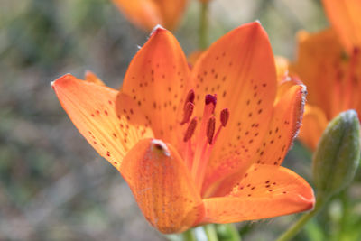 Close-up of orange lily