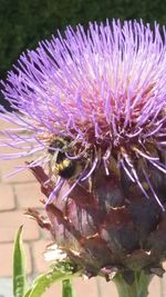 Close-up of purple flowers