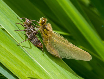 Close-up of insect on leaf