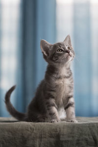 Close-up of cat sitting on floor