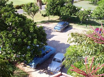 High angle view of plants