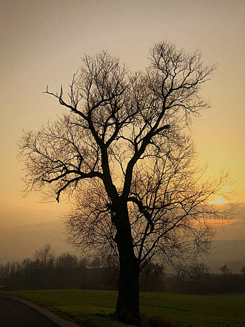 SILHOUETTE BARE TREE ON FIELD AGAINST SKY