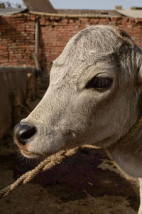 Beautiful indian baby cow or calf tie on wooden with rope at farm.