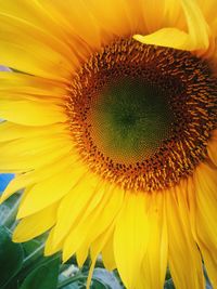 Close-up of sunflower blooming outdoors