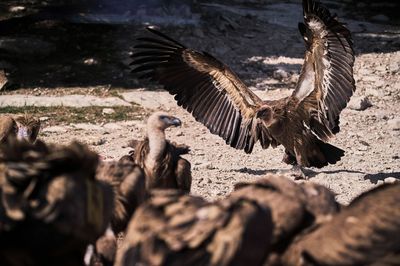 Close-up of birds flying over land