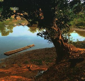 Scenic view of lake in forest