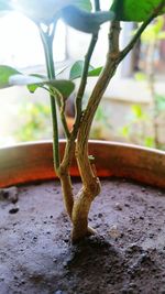 Close-up of plant against blurred background