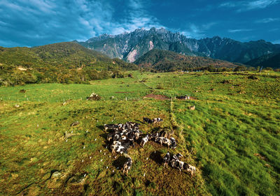 Scenic view of agricultural field against mountain