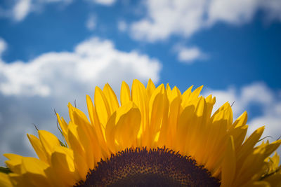 Low angle view of sunflower against sky