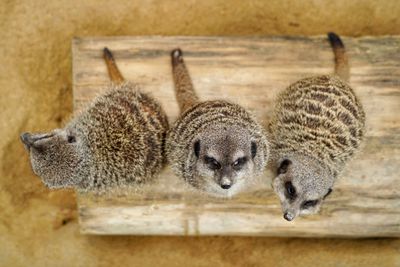 Close-up of meerkat relaxing on wood