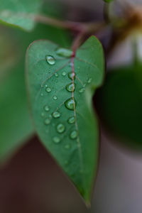 Close-up of raindrops on leaves