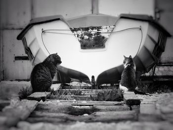 Two cats looking at each other 