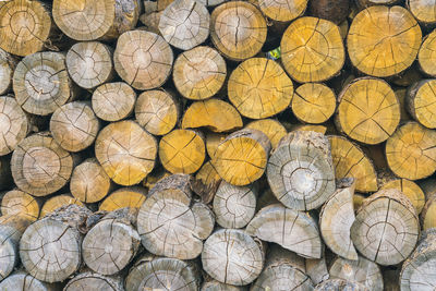 Full frame shot of logs in forest