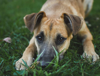 Portrait of dog lying on grass