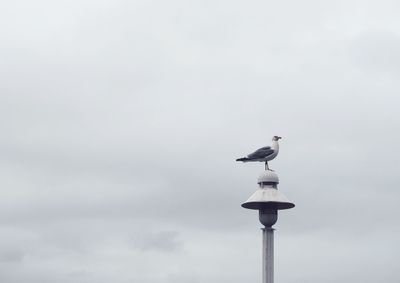 Low angle view of seagull perching on pole