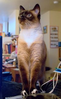 Cat looking away while sitting on table at home