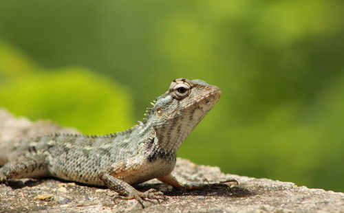 Close-up of lizard on rock