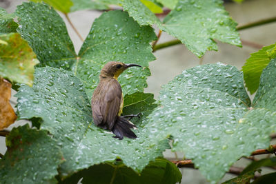 Close-up of bird perching on leaf