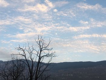 Silhouette bare tree against sky