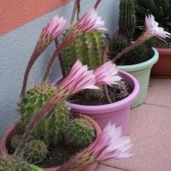 High angle view of potted plants