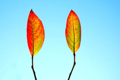 Low angle view of leaf against clear blue sky