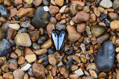 Full frame shot of pebbles with shell