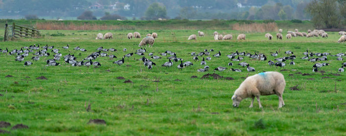 Barnacle goose grazing while grazing before hike south