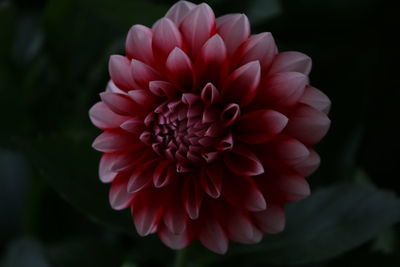 Close-up of pink dahlia blooming outdoors