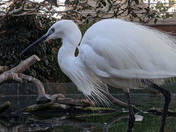 Bird perching on a lake