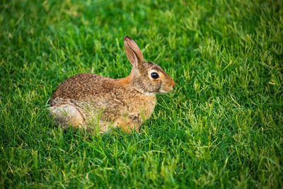 Side view of a rabbit on field