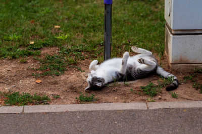 High angle view of a dog sleeping