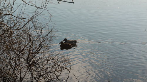 Bird flying over lake