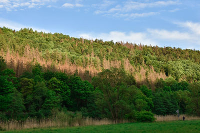 Scenic view of trees growing on field against sky