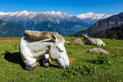 Horses in mountains. himachal pradesh, india