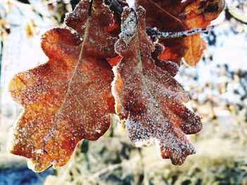 Close-up of frozen leaf during winter