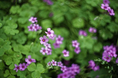 Close-up of pink flowers blooming outdoors