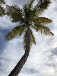 Low angle view of coconut palm tree against sky